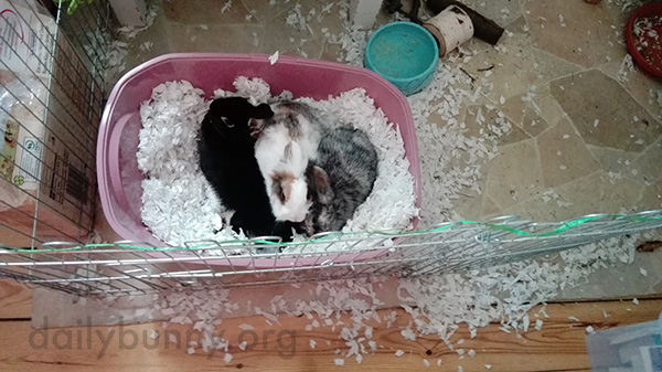 Little Bunnies Cuddle Up in Their Litter Box