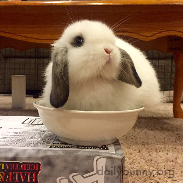 Little Bunny Is a Perfect Fit for This Bowl