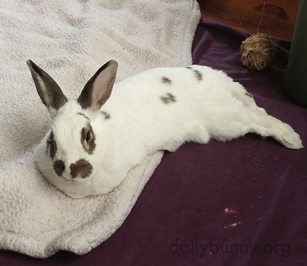 Bunny Is a Pro at Lounging 1