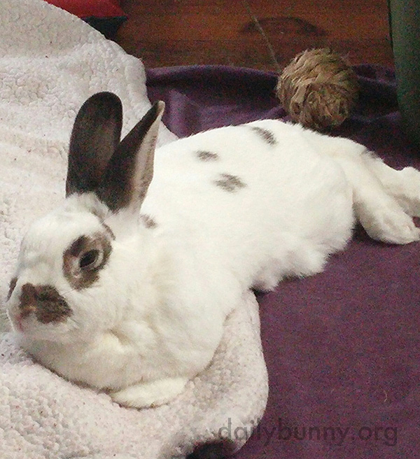 Bunny Is a Pro at Lounging 2