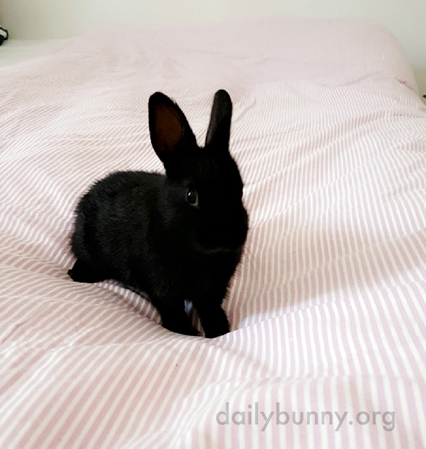 Bunny Gets Acquainted with Her New Life 1