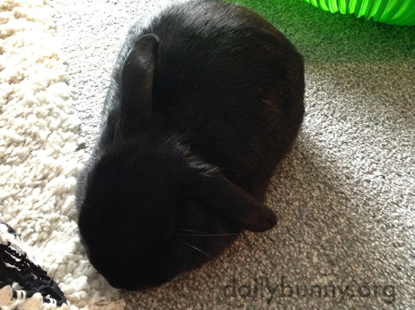 Bunny Makes a Dark Loaf