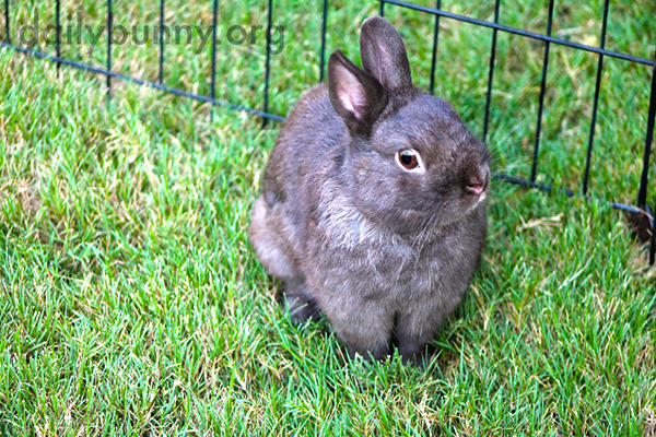 Curious Bunny Listens Very Hard to All the New Outdoor Sounds