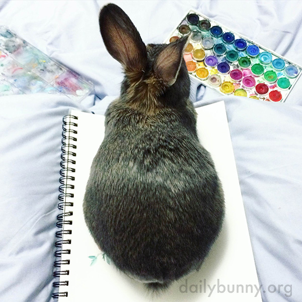This Is Bunny's Way of Telling Human He Would Like to Be Petted Now, Please