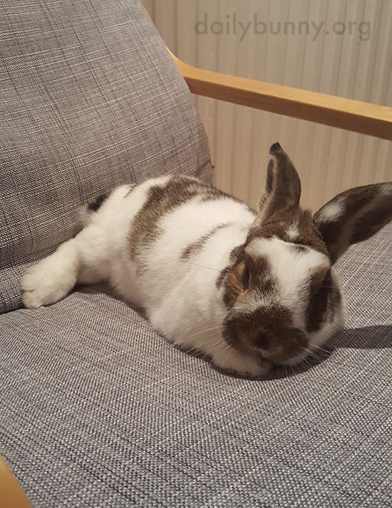 Thanks for the Tip on the Comfy Chair, Human - It's Mine Now!