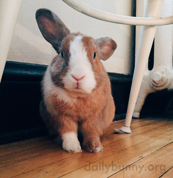 Bunny Looks a Little Dazed After Waking Up from a Nap