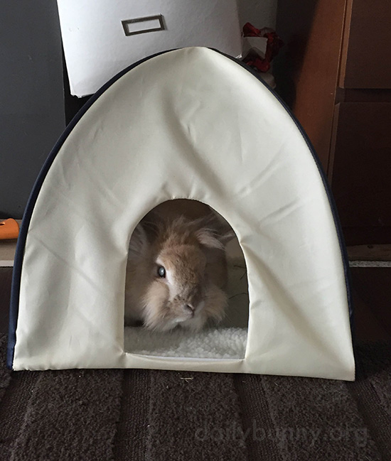 Bunny Hangs Out in His Little Tent 1