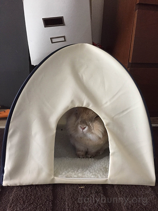 Bunny Hangs Out in His Little Tent 2