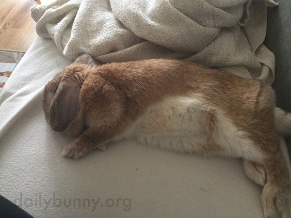 Bunny Prefers to Nap Next to Her Human 3
