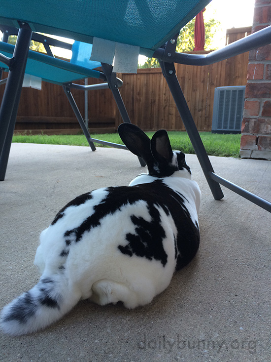 Bunny Stretches Out on the Cool Pavement