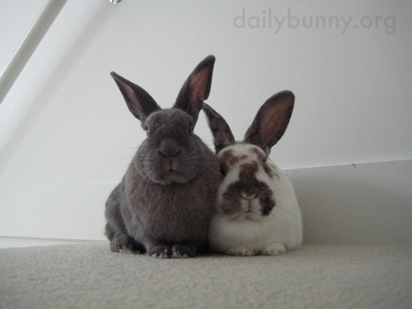 Bunnies Are Joined at the Fluff