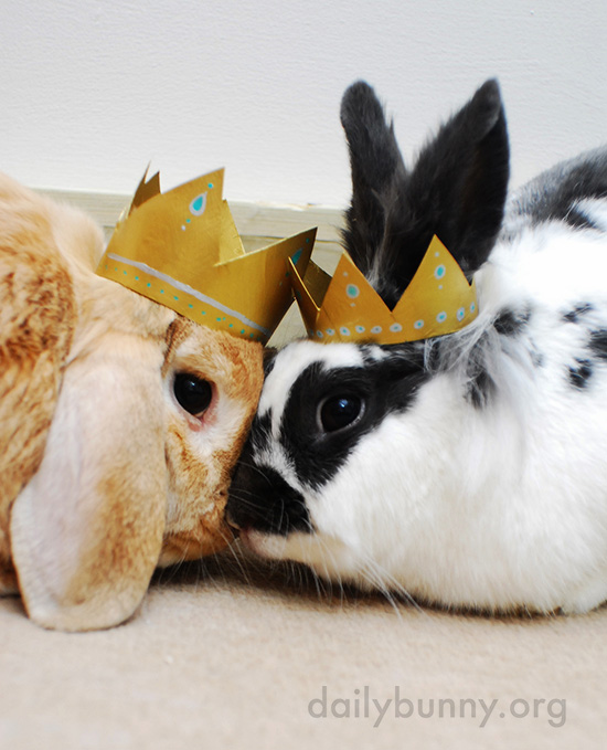All Hail King and Queen Bunny! 1