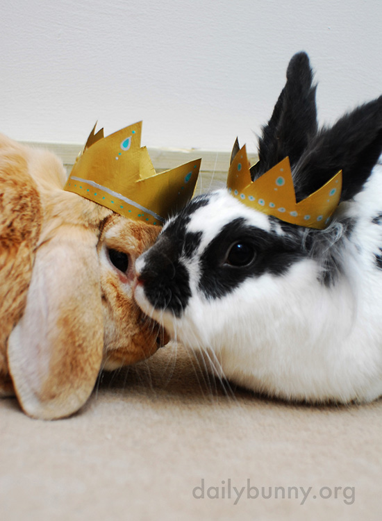 All Hail King and Queen Bunny! 3