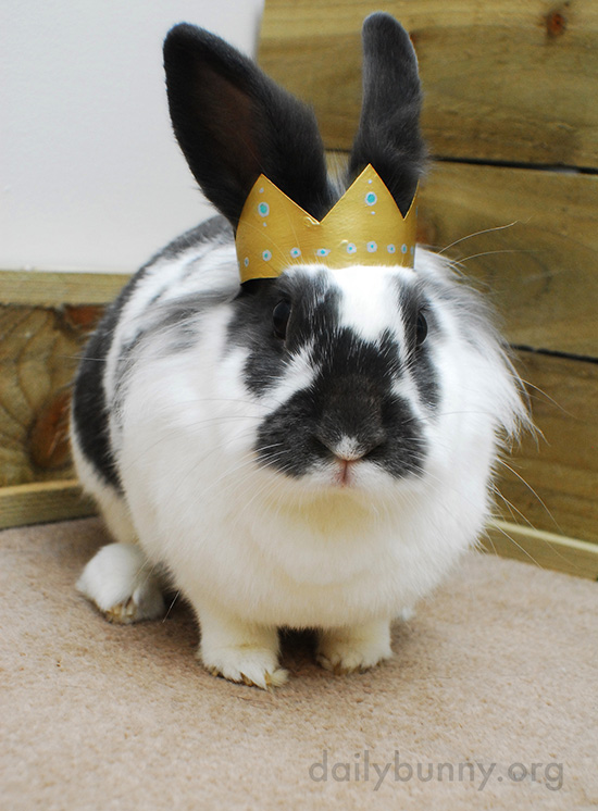 All Hail King and Queen Bunny! 4