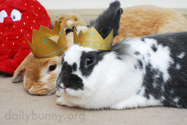All Hail King and Queen Bunny! 5