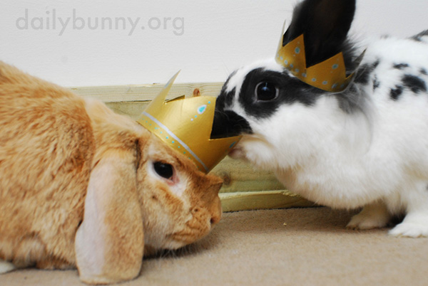 All Hail King and Queen Bunny! 8