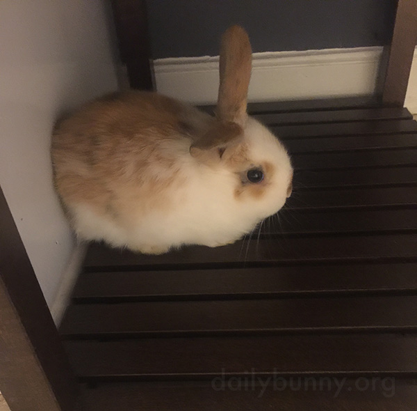 Bunny's Found a Nice Cool Surface to Rest On