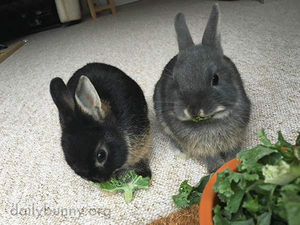Bunnies Share a Tasty Bowl of Greens