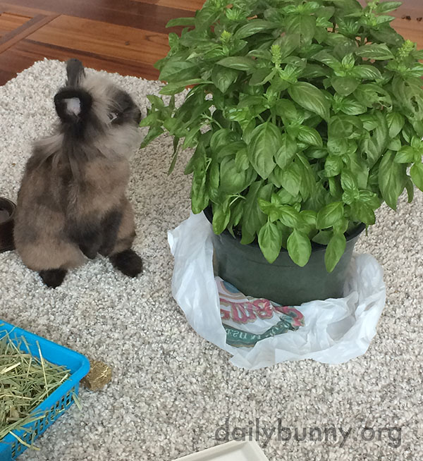 Bunny Tucks into the Enormous Basil Plant 1