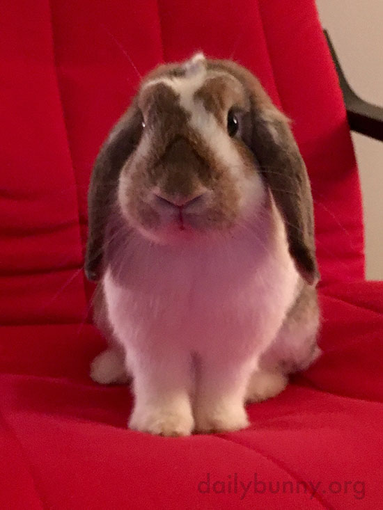 Bunny Sits So Nicely on Human's Chair