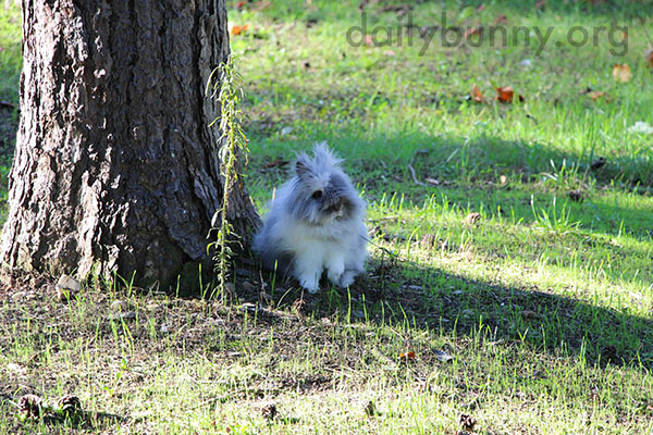 Bunny Would Rather Just Hang Out by the Tree, Okay? 1