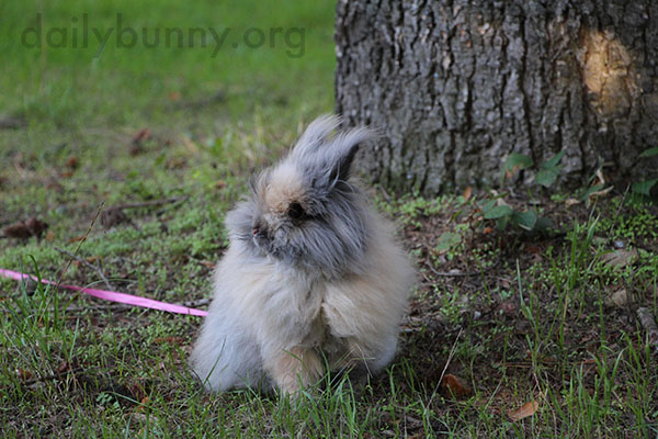 Bunny Would Rather Just Hang Out by the Tree, Okay? 2