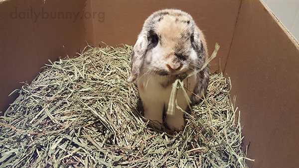 Bunny Knows Where to Get His Fill of Hay
