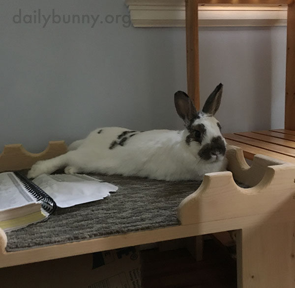 Bunny Rests from the Hard Work of Book Destruction