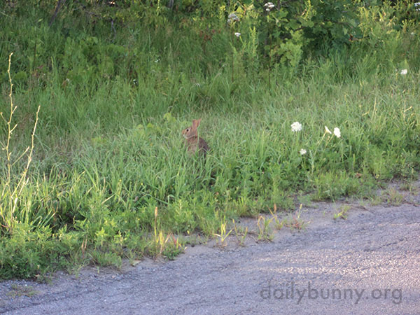 Wild Bunny Has Lots of Grass to Nibble and Hide In 2
