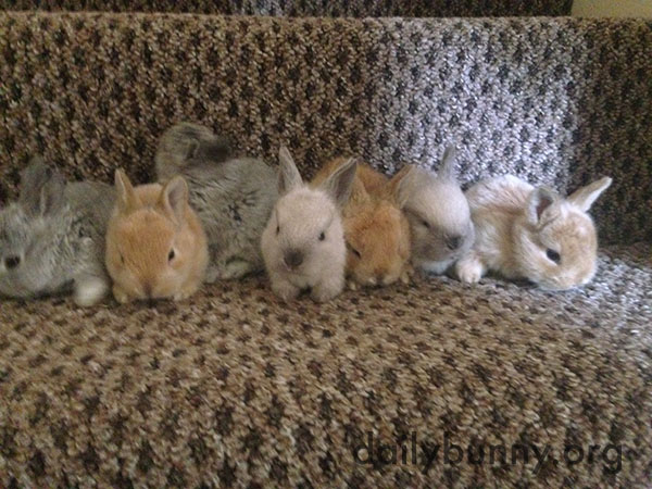 Bunnies Stand for a Lineup Photo... Kind Of