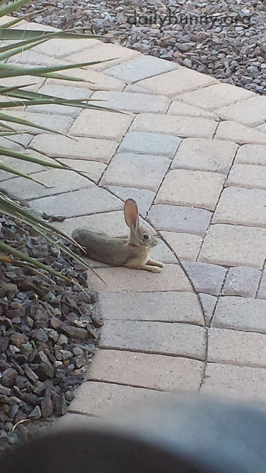 Wild Desert Bunny Has Such Big Ears