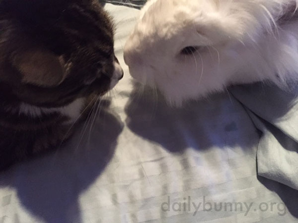 Bunny Noses Up to His Kitty Friend
