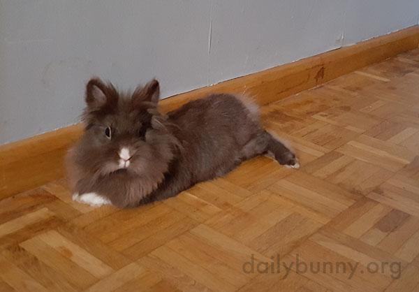 Bunny's Nose Matches Her Front Paws