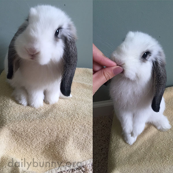 Bunny Gets a Treat