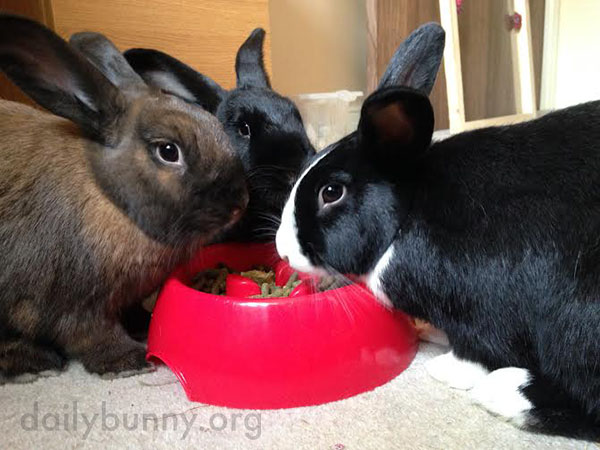 These Bunnies Are So Good at Sharing 1