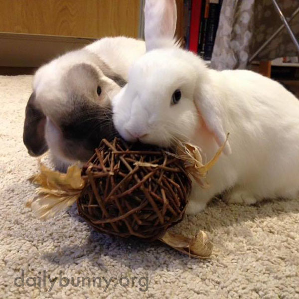 These Bunnies Are So Good at Sharing 2
