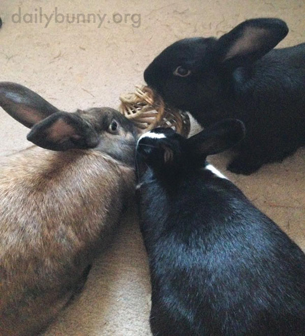 These Bunnies Are So Good at Sharing 3