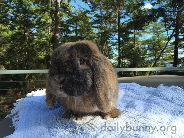 Bunny Visits the Outdoor Spa