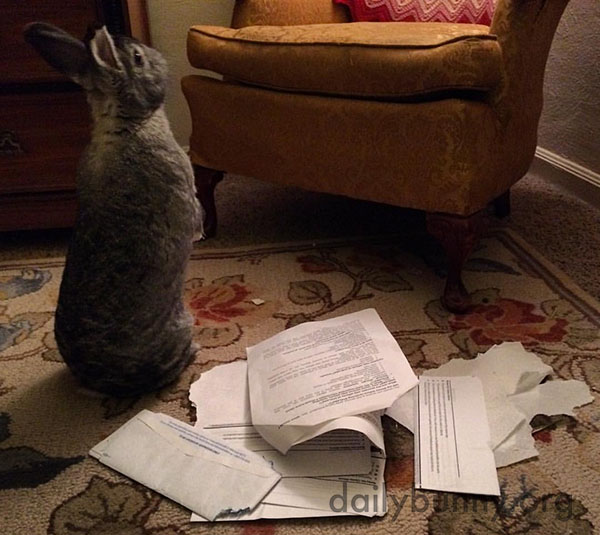 Bunny Looks for More Mail to Destroy