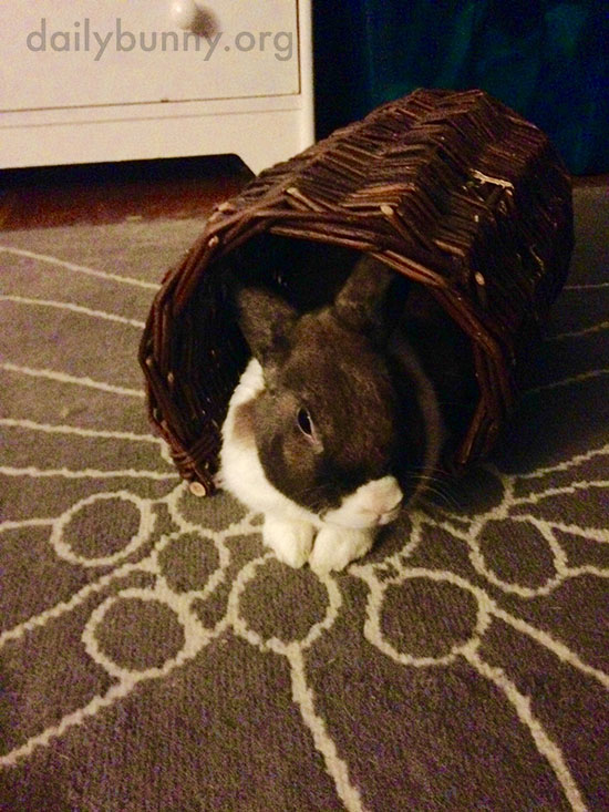 Bunny Relaxes in a Wicker Tube 1