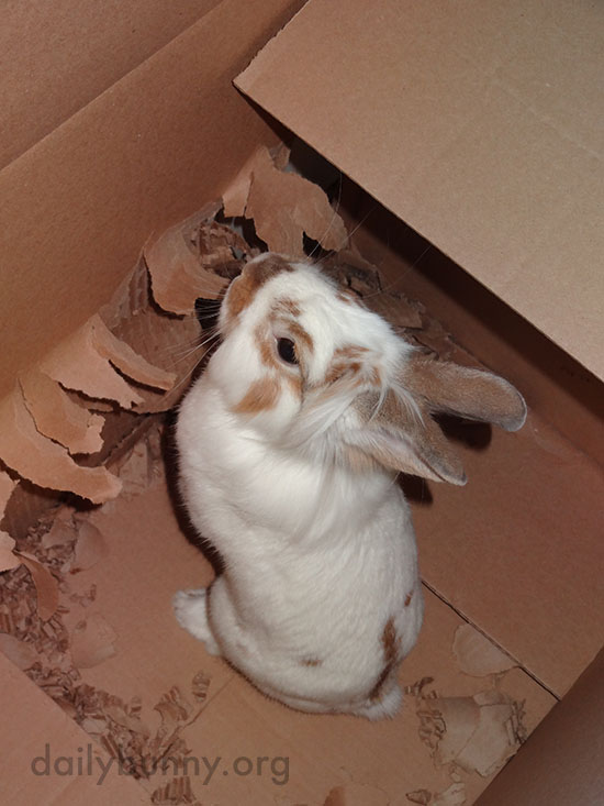 Bunny Remodels His Box Just the Way He Wants It