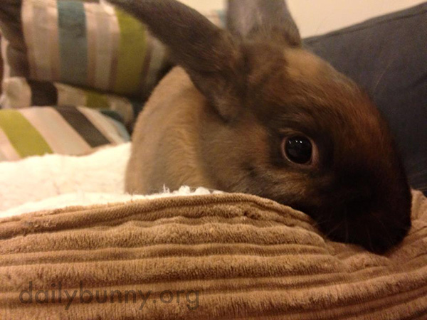 Bunny Looks Awfully Comfy