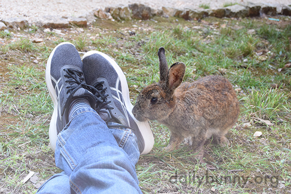 Wild Bunny Finds Human's Shoes Very Interesting