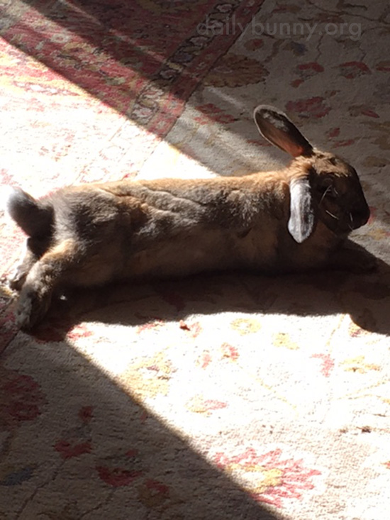 Bunny Warms Up in a Sunbeam 1