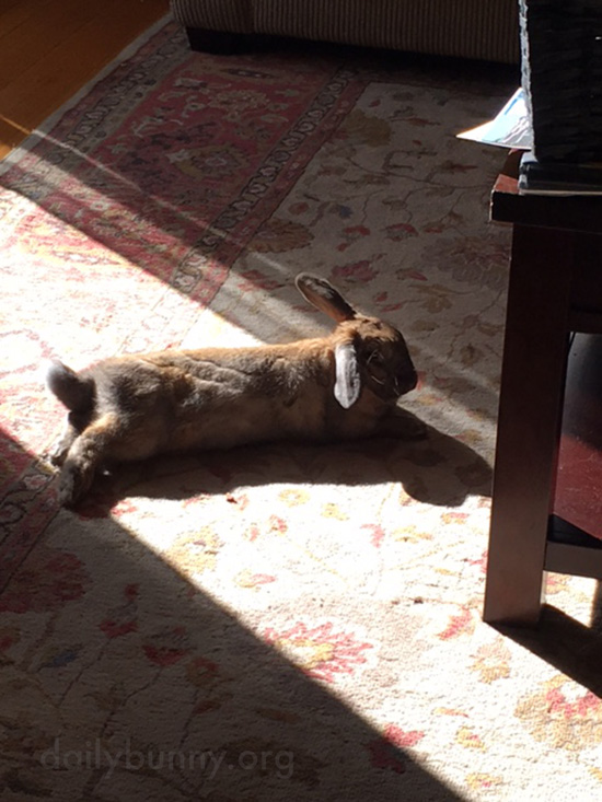 Bunny Warms Up in a Sunbeam 2