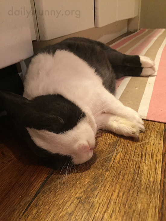 Bunny Flops with His Feet Nicely Aligned