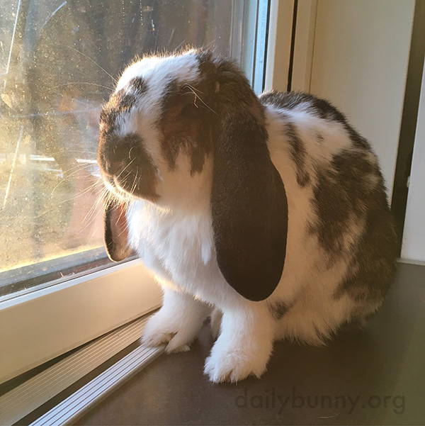 Bunny Enjoys the Sunny View out the Window
