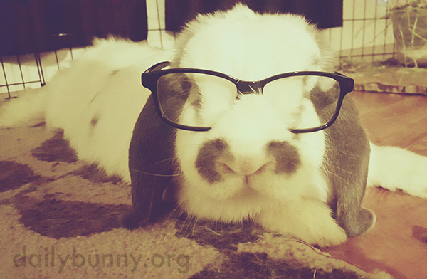 Bunny, You Look So Sharp in Those Glasses!