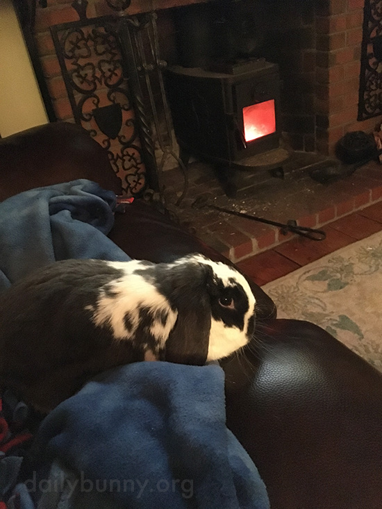 Bunny Relaxes by the Fire After a Long Day of Napping