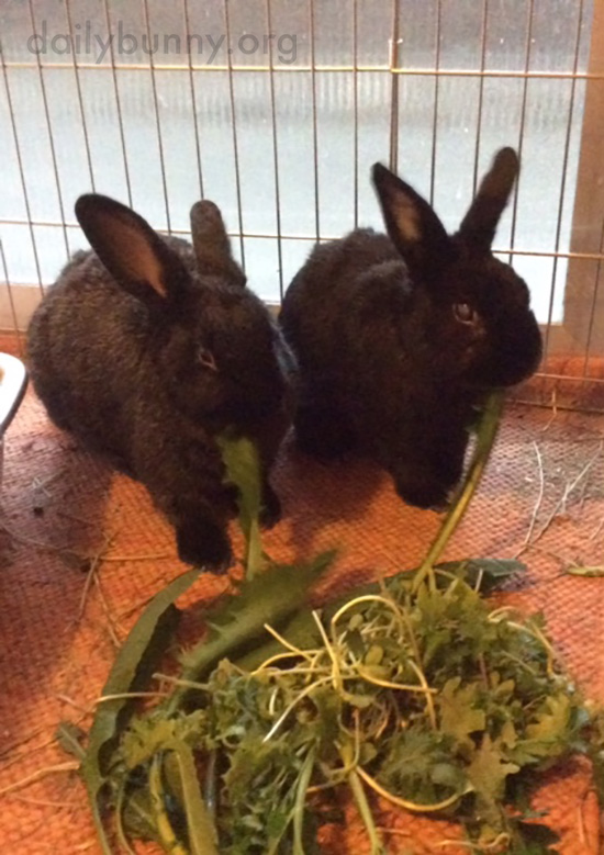 Bunnies Share a Pile of Dandelion Greens